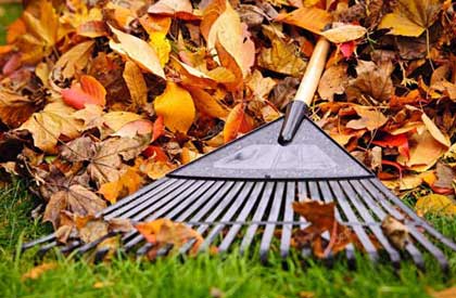 Spring/Fall Clean ups